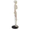 Side view of anatomical skeleton model with muscle insertions and spinal discs