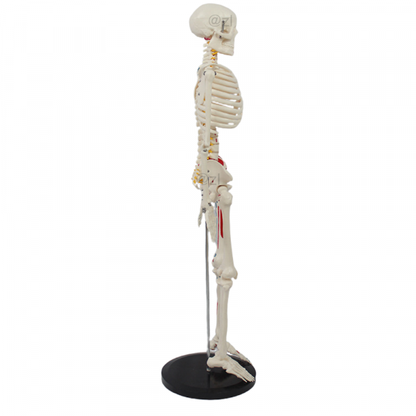 Side view of anatomical skeleton model with muscle insertions and spinal discs