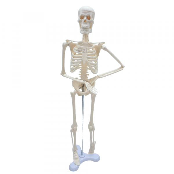 45cm skeleton model with adjustable arms on base