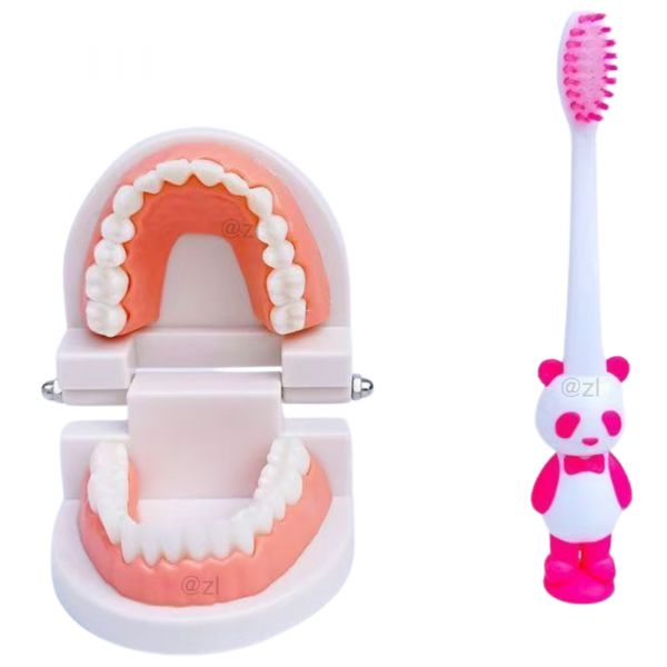 Children oral teaching model with panda toothbrush for brushing practice