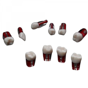 Multiple dental root canal model teeth on black surface for endodontic training