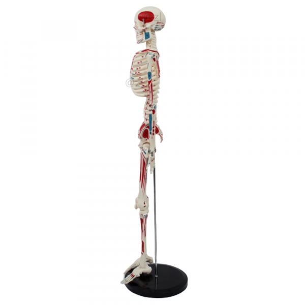 Side view of 85cm skeleton model showing muscle and nerve markings