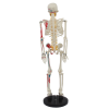 Rear view of 85cm human skeleton model with muscle markings and spinal nerves
