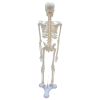 Rear view of 45cm PVC human skeleton model