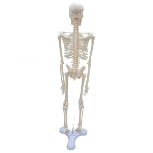 Rear view of 45cm PVC human skeleton model