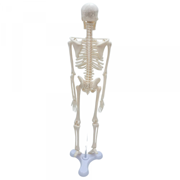 Rear view of 45cm PVC human skeleton model