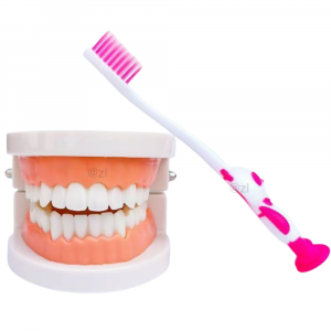 Children dental brushing model with pink toothbrush, ideal for oral education in schools.