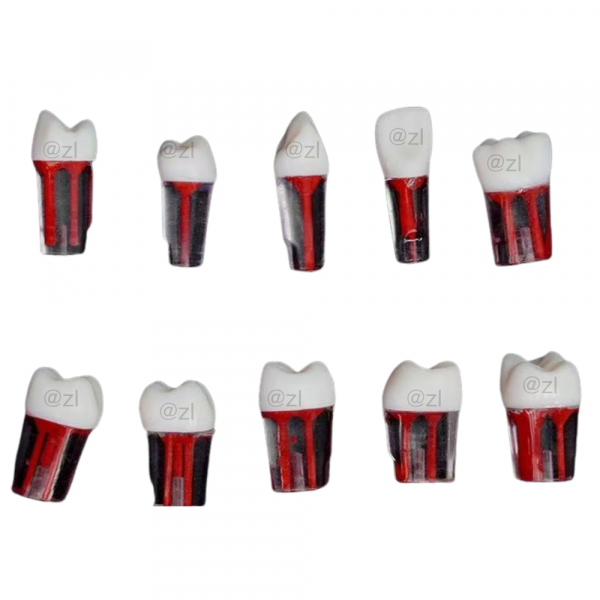 Full set of transparent resin dental root canal teeth with pulp chamber exposure