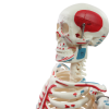Close-up of labeled skull with red muscle and blue number markings