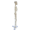 Side view of 45cm human skeleton model for anatomy teaching