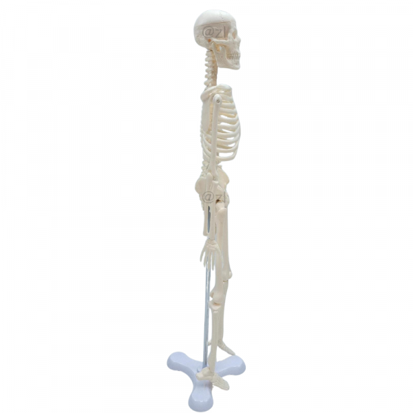 Side view of 45cm human skeleton model for anatomy teaching
