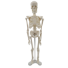 45cm human skeleton model front view with base