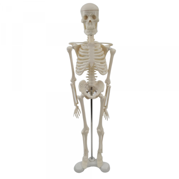 45cm human skeleton model front view with base