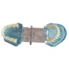 Top-down view of upper and lower jaw in transparent dental model