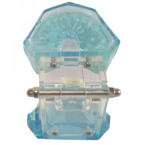 Posterior view of dental model with stainless steel hinge