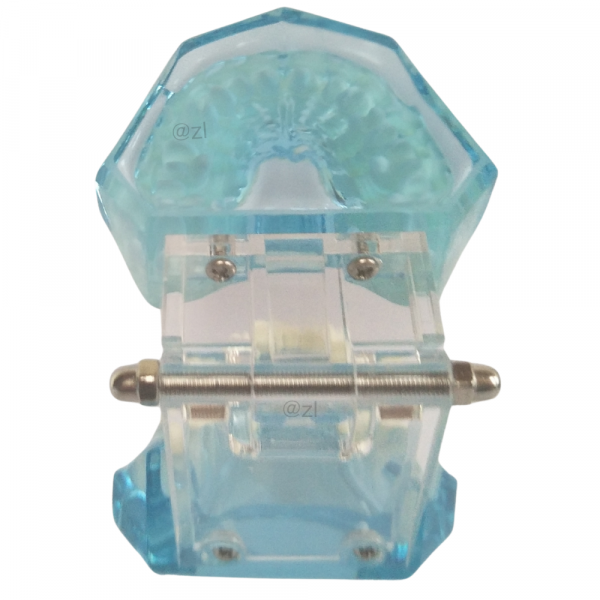 Posterior view of dental model with stainless steel hinge