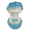 Open mouth transparent dental training model