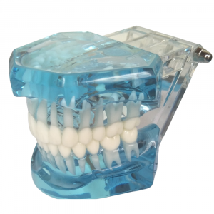 Transparent dental teaching model with full dentition closed view