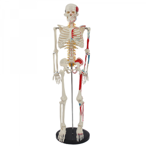 Front view of 85cm human skeleton model with half-body muscle and nerve display