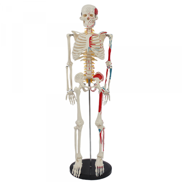 Front view of 85cm human skeleton model with half-body muscle and nerve display