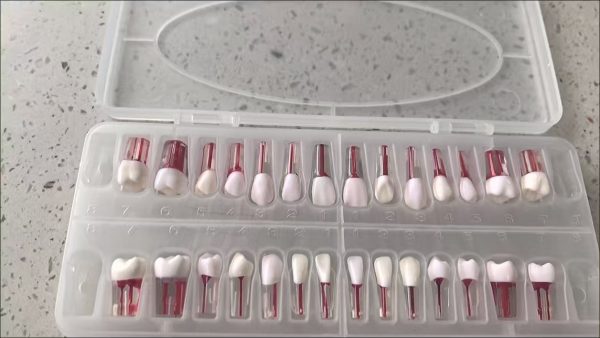 28PCS Dental Root Canal Training Teeth with Pulp Chamber for Endodontic Practice Dental root canal training teeth set 28pcs with pulp chamber for endodontic practice dental exam preparation tooth model