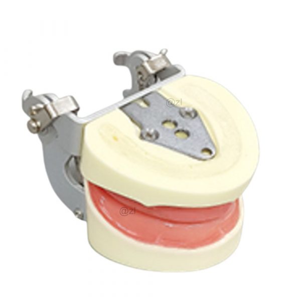 Edentulous dental model mounted on optional articulator for simulation practice