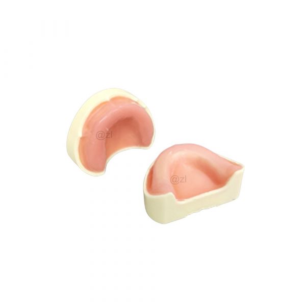 Soft gum edentulous jaw models upper and lower arch for implant procedure training
