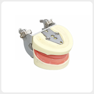 Edentulous Model with Optional Articulator for Hands-On Training Edentulous dental model mounted on optional articulator for simulation practice