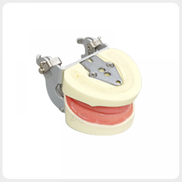 Edentulous Model with Optional Articulator for Hands-On Training Edentulous dental model mounted on optional articulator for simulation practice