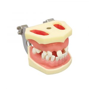Dental Jaw Training Model with Articulator Dental training jaw model with metal articulator and realistic gum