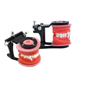 Orthodontic Training Model with Brackets and Articulator Dental orthodontic training model with brackets and articulator for teaching and practice