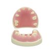 Upper & Lower Jaw Implant Training Model – Educational Tool Upper and lower jaw dental implant model with missing teeth for training