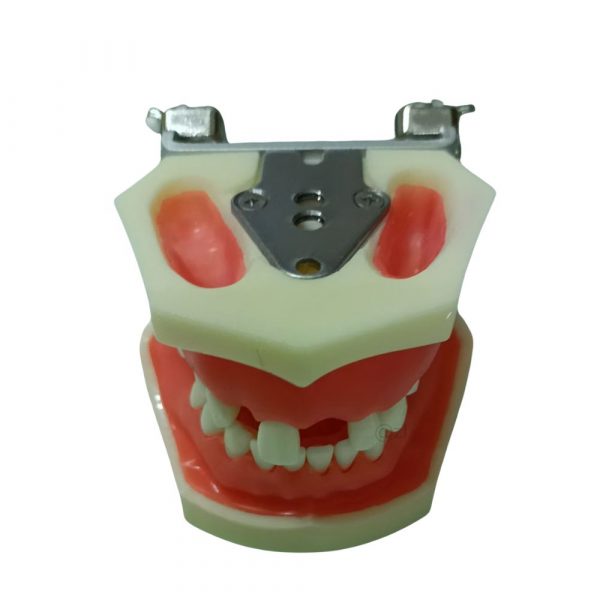 Dental Jaw Demonstration Model with Base Plate Dental jaw model with metal base plate and teeth arrangement