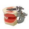 Side-View Dental Training Jaw Model Side view of dental training jaw model with articulator