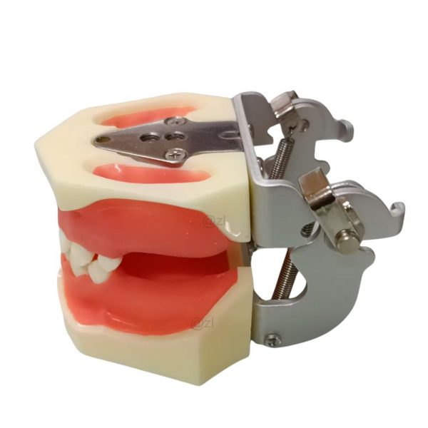 Side-View Dental Training Jaw Model Side view of dental training jaw model with articulator