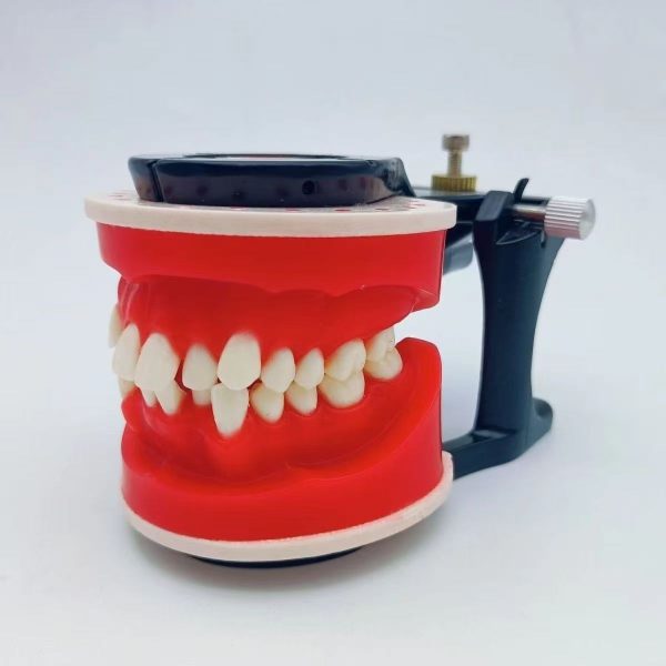 Upper and Lower Jaw Orthodontic Teaching Model Dental orthodontic teaching model showing upper and lower jaw structures clearly