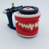 Adjustable Orthodontic Training Model with Articulator Close-up orthodontic dental training model with articulator and adjustment screws
