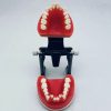 Orthodontic Training Model with Adjustable Articulator Dental orthodontic training model with adjustable articulator and screw system