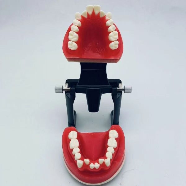 Orthodontic Training Model with Adjustable Articulator Dental orthodontic training model with adjustable articulator and screw system