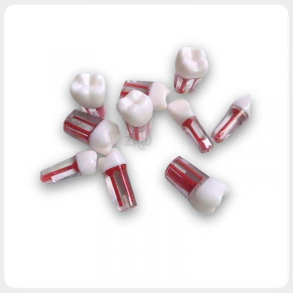 Resin Teeth with Root Canal for Pulpotomy Training Red and white transparent resin teeth with root canal structure on white background