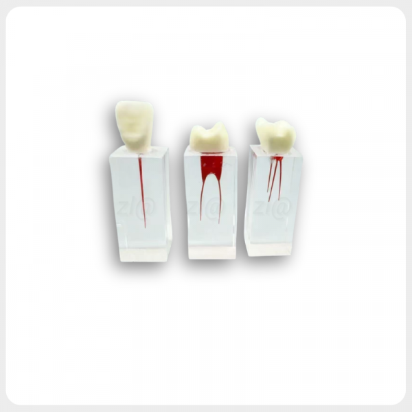 Transparent Resin Endodontic Root Canal Training Block Model