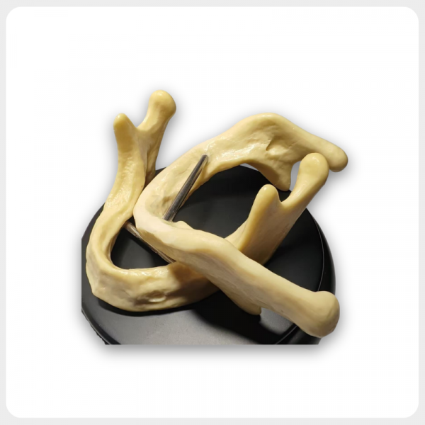 Dental Implant Mandible Model