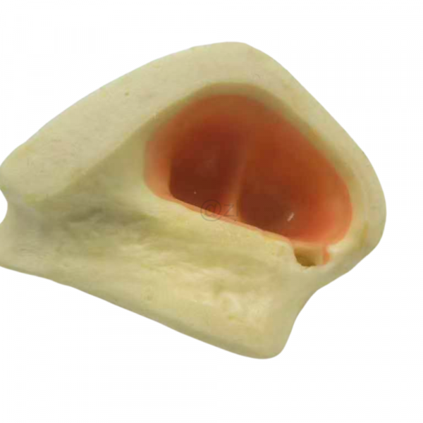 Implant Model with Simulated Maxillary Sinus Structure Anatomical base of the maxillary model showing the sinus cavity covered with a pink membrane.