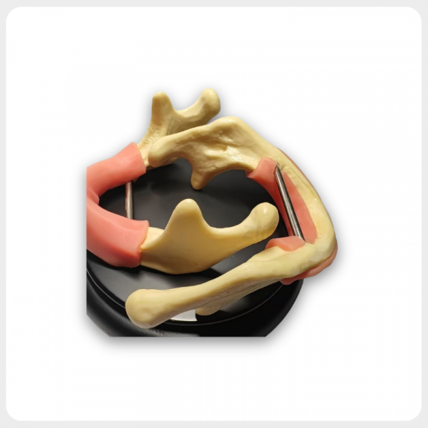 -3 Dental Implant Training Mandible Model with Soft Gingiva