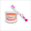 Children dental brushing model with pink toothbrush, ideal for oral education in schools.