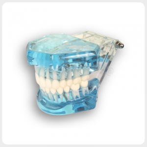 Transparent dental teaching model with full dentition closed view