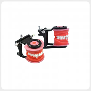 Orthodontic Training Model with Brackets and Articulator Dental orthodontic training model with brackets and articulator for teaching and practice
