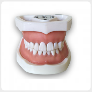 Frontal view of closed dental training model with white base
