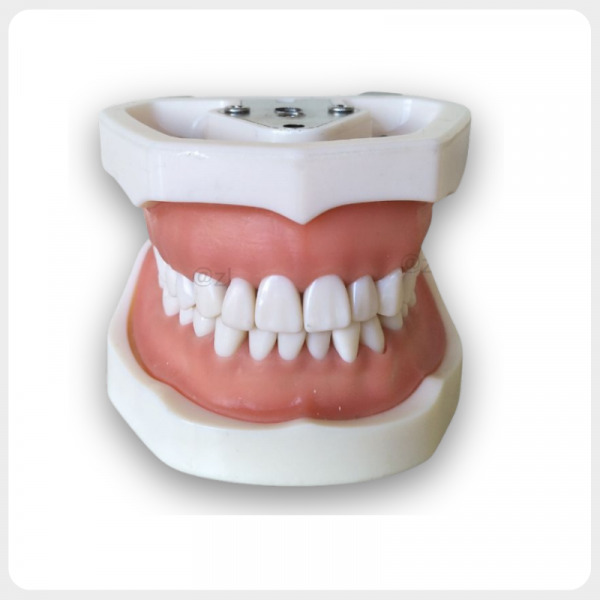 Frontal View of Dental Typodont with Silicone Gums Frontal view of closed dental training model with white base