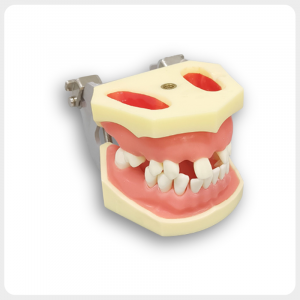 Dental Jaw Training Model with Articulator Dental training jaw model with metal articulator and realistic gum